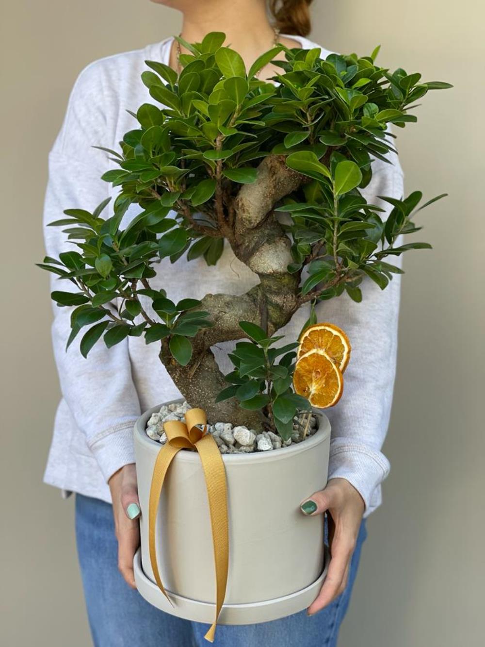 S Ficus Bonsai (Krem Seramik Saksı ) 
